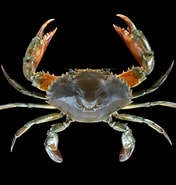 Image result for Scylla olivacea Geslacht. Size: 176 x 185. Source: www.naturalista.mx