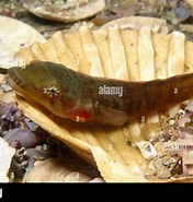 Image result for "lepadogaster Candollei". Size: 176 x 185. Source: www.alamy.com