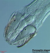Afbeeldingsresultaten voor Parasagitta elegans. Grootte: 173 x 185. Bron: www.arcodiv.org