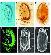 Image result for "euplotes Vannus". Size: 172 x 185. Source: www.researchgate.net
