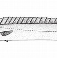 Image result for "nesiarchus Nasutus". Size: 182 x 105. Source: ncfishes.com