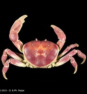Image result for "gecarcoidea Lalandii". Size: 171 x 185. Source: www.crustaceology.com
