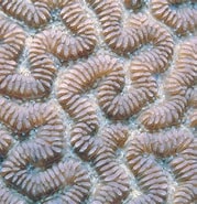 Afbeeldingsresultaten voor Leptoria Feiten. Grootte: 179 x 185. Bron: alchetron.com
