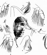 Afbeeldingsresultaten voor Chiridiellaabyssalis Familie. Grootte: 157 x 185. Bron: copepodes.obs-banyuls.fr