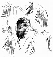 Image result for "chiridiella Atlantica". Size: 171 x 185. Source: copepodes.obs-banyuls.fr