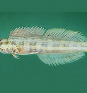 Afbeeldingsresultaten voor Blenniella cyanostigma. Grootte: 173 x 185. Bron: fishesofaustralia.net.au