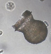 Image result for "condonariacistellula". Size: 175 x 185. Source: protist.i.hosei.ac.jp