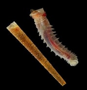 Image result for "pectinaria Belgica". Size: 178 x 185. Source: www.beachexplorer.org