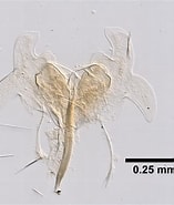 Image result for Ampithoe longimana. Size: 157 x 185. Source: www.marinespecies.org