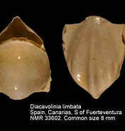 Image result for "diacavolinia limbata Africana". Size: 176 x 185. Source: pelagics.myspecies.info