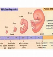 Image result for contraction 3 mois de grossesse. Size: 172 x 185. Source: planetefemmes.com