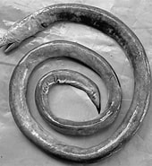 Image result for Panturichthys fowleri Feiten. Size: 170 x 185. Source: www.researchgate.net
