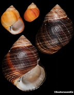 Image result for "littorina Neglecta". Size: 144 x 185. Source: www.seahorseandco.com