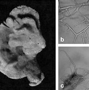 Image result for Spongionella pulchella Klasse. Size: 182 x 185. Source: www.researchgate.net