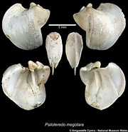 Image result for "psiloteredo Megotara". Size: 180 x 185. Source: naturalhistory.museumwales.ac.uk