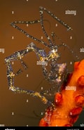 Afbeeldingsresultaten voor Caprella. Grootte: 120 x 185. Bron: www.alamy.com