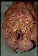 Image result for "scyllarides Astori". Size: 126 x 185. Source: calphotos.berkeley.edu