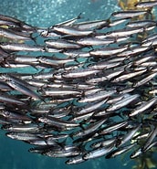 Image result for Europese Sardine. Size: 172 x 185. Source: telegra.ph