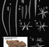 Image result for Pachastrella monilifera Stam. Size: 192 x 185. Source: www.researchgate.net