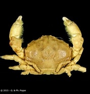 Image result for "dromia Wilsoni". Size: 178 x 185. Source: www.crustaceology.com