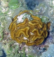 Afbeeldingsresultaten voor Manicina areolata Habitat. Grootte: 176 x 185. Bron: www.flickr.com