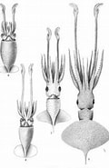 Image result for Cycloteuthis. Size: 120 x 185. Source: www.marinespecies.org