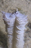 Image result for Virgularia Rijk. Size: 120 x 185. Source: www.wildsingapore.com