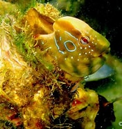 Image result for "lipophrys Pavo". Size: 176 x 185. Source: nectoneplancton.blogspot.com