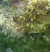 Image result for "ostreopsis Siamensis". Size: 176 x 185. Source: www.naturalista.mx