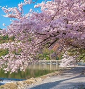 嵯峨野 桜 に対する画像結果.サイズ: 176 x 185。ソース: caede-kyoto.com