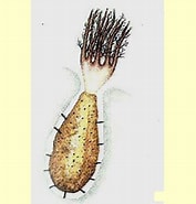 Image result for Dendrochirota. Size: 177 x 185. Source: www.dafni.com