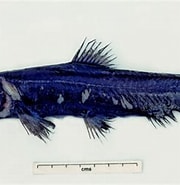 Image result for "coccorella Atlantica". Size: 180 x 183. Source: www.inaturalist.org
