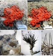 Image result for Clathria Microciona Ascendens Stam. Size: 175 x 185. Source: www.researchgate.net