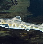 Image result for "furgaleus Macki". Size: 180 x 166. Source: fishesofaustralia.net.au