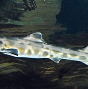 Image result for "furgaleus Macki". Size: 183 x 166. Source: fishesofaustralia.net.au