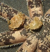 Image result for "lissocarcinus Polybioides". Size: 177 x 185. Source: flickr.com