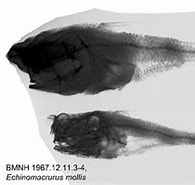 Image result for Echinomacrurus mollis Geslacht. Size: 195 x 147. Source: www.marinespecies.org