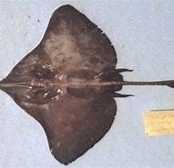 Image result for "raja Nidarosiensis". Size: 191 x 185. Source: ciesm.org