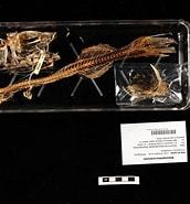 Bilderesultat for "alepocephalus Productus". Størrelse: 172 x 185. Kilde: www.gbif.org