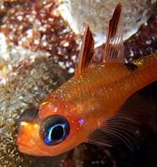 Image result for "apogon Lachneri". Size: 174 x 185. Source: www.reefguide.org