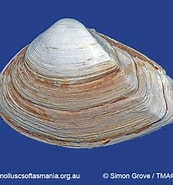 Image result for Myoida. Size: 173 x 185. Source: molluscsoftasmania.org.au