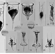 Afbeeldingsresultaten voor "cymatocylis Calyciformis". Grootte: 190 x 185. Bron: www.researchgate.net