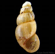 Image result for "onoba Aculea". Size: 189 x 185. Source: www.gastropods.com
