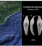 Image result for "cymbulia Parvidentata". Size: 172 x 185. Source: bdj.pensoft.net