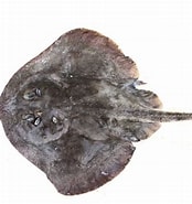 Afbeeldingsresultaten voor Psammobatis scobina Familie. Grootte: 174 x 185. Bron: shark-references.com