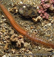 Image result for "polynoe Scolopendrina". Size: 176 x 185. Source: www.european-marine-life.org
