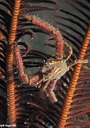 Image result for Harrovia elegans. Size: 130 x 185. Source: www.underwaterkwaj.com