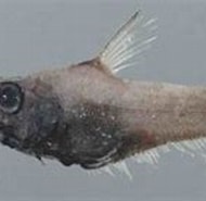 Image result for Sphagemacrurus Grenadae Rijk. Size: 190 x 101. Source: fishesofaustralia.net.au