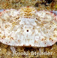 Image result for Aethra edentata Geslacht. Size: 183 x 141. Source: www.marinelifephotography.com