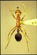 Image result for Mysidetes macrops Geslacht. Size: 125 x 185. Source: www.pinterest.com